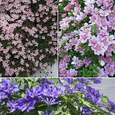 A collage of three different clematis plants in bloom.