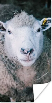 Produktbild von MuchoWow® Poster Schafe - Tiere - Rinder 60x120 cm - Wandschmuck