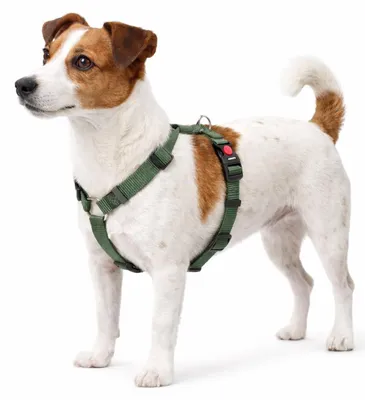 Produktbild von Hundegeschirr Ziggi Kaki H-Form, Größe S, verstellbar, Nylon, 35-50 cm
