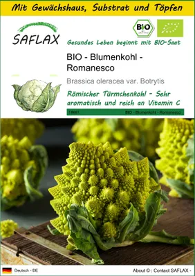 Produktbild von SAFLAX Anzucht Set - BIO - Blumenkohl - Romanesco - Brassica oleracea var. Botrytis - 50 Samen - Mit Mini-Gewächshaus, Anzuchtsubstrat und 2 Töpfen