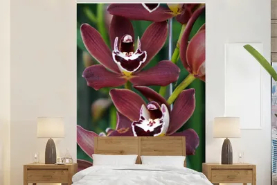 Produktbild von MuchoWow® Fototapete für Wohnzimmer oder Schlafzimmer Wandtapete Vinyl Motivtapete Rote Orchideen für einen grünen Hintergrund - 160x240 cm - Vinyltapete