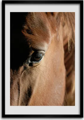 Produktbild von Bild - Bilderrahmen - Foto - 70 cm x 100 cm - MDF - Rahmen - Wandkunst - Pferd