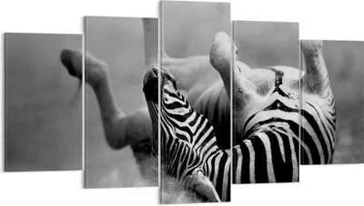 Produktbild von Bild auf Leinwand - Leinwandbild - Zebra Streifen Tier wild - 160x85cm - Wand Bild - Wanddeko - Leinwanddruck - Bilder - Kunstdruck - Wanddekoration - Leinwand bilder - Wandkunst - EA160x85-2699