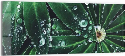 Produktbild von DEQORI Glasbild Echtglas 150x60 cm 'Wasserperlenverzierung' Wandbild Bild modern Deko