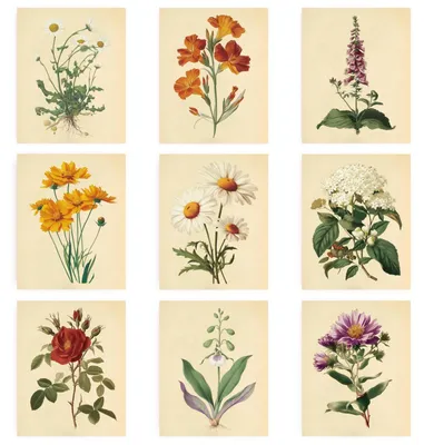Image de Ensemble de 9 impressions vintage représentant des motifs floraux, format 20x25 cm, pour la décoration murale