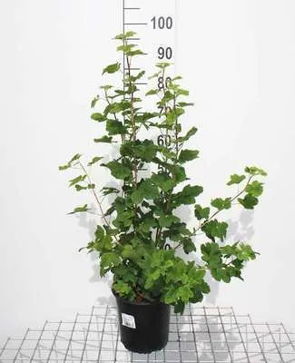 Zdjęcie produktu dla Ribes sang. 'King Edward Vii' - Ribes 50- 60 cm - Pojemnik