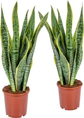 Produktbild von Bloomique - 2er Set - Sansevieria Laurentii - Bogenhanf - Sukkulenten - Zimmerpflanzen - Sehr Pflegeleicht - Höhe 60-70 cm - Topf 17 cm