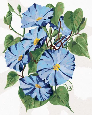 Produktbild von Zuty - Malen nach Zahlen - BLAUE PRUNGWINDEN BLUMEN (ALEXANDRIA GILBERT), 40x50 cm, ohne Keilrahmen