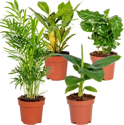 Bloomique 4er-Mix Pflanzen – Haustierfreundlich, 20–40 Cm Hoch, In Seegras-Körben