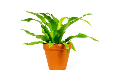 Obrázok produktu pre Gardners Asplenium antiquum, priemer 12 cm