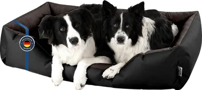 Two border collies are resting in a black dog bed with blue accents.