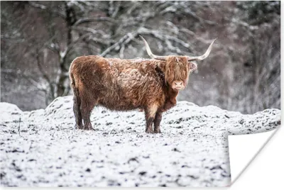 Produktbild von MuchoWow® Poster Schottisches Hochlandrind - Baum - Schnee 180x120 cm - Fotoplakat