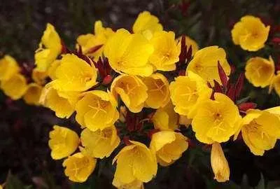 Obrázok produktu pre 6 x Oenothera frut. 'Sonnenwende' - Nachtkerze - Topf 9 x 9 cm
