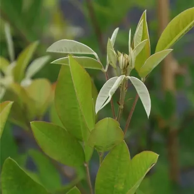 Produktbild von Lespedeza liukiuensis - Buschklee 60-80