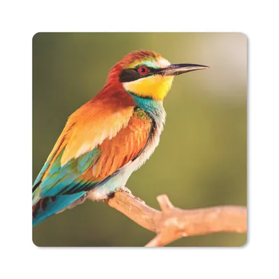 Produktbild von MuchoWow® Mauspad Mousepad Vögel - Bienenfresser - Regenbogen - Tiere 20x20 cm - Mousepads - Maus Mat - Pad - Mausunterlage - Desk Mat - Bureauartikeln