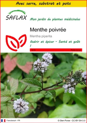 Image de SAFLAX Ensemble de culture - Menthe poivrée - 300 graines - Mentha