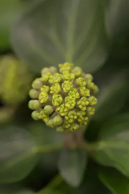 Produktbild von Hedera helix 'Arborescens', Efeu, immergrün, 40–50 cm