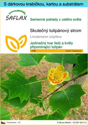 Obrázek produktu pro SAFLAX Dárková sada - Skutečný tulipánový strom - Liriodendron tulipifera - 20 Semena - S dárkovou krabičkou, přepravním štítkem, dárkovou kartou a pěstebním médiem