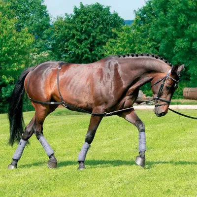 Produktbild von Usg Dressur Nylon Und Trainingssystem  Pony/Cob  Pony/Cob