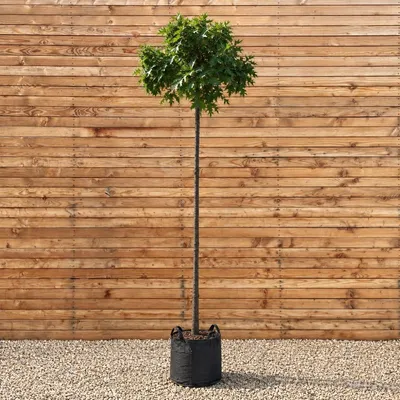 Produktbild von Sumpfeiche Kugelbaum Green Dwarf, Stammhöhe 225 cm, Stammumfang 8-10 cm - Quercus palustris Kugelbaum