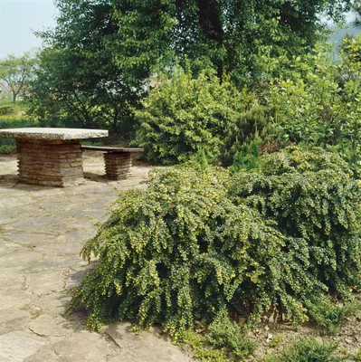 Produktbild von Berberis verruculosa, Berberitze, immergrün, 30–40 cm