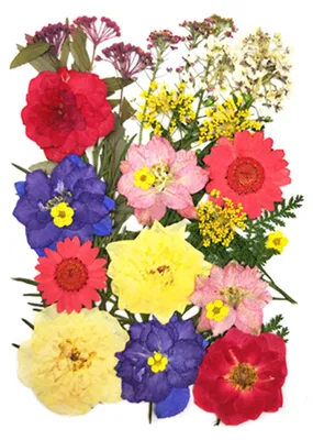 Produktbild von 1 Set Trockenblumen-Press-Set Bunte Naturblumen DIY Kunsthandwerk Zubehör Harz Schmuck Epoxidform Kerzen Seife Vasenherstellung Nagelkarten Scrapbooking Blumendekorationen G