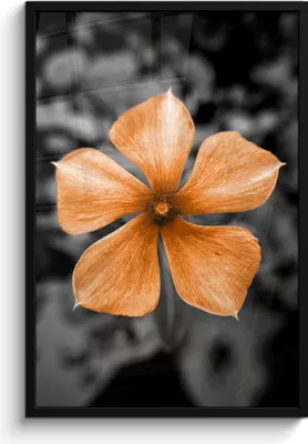 Produktbild von MuchoWow® MuchoWow® Gerahmtes Poster Blumen - Orange - Schwarz - Weiß 60x90 cm - Poster mit zchwarzem Bilderrahmen - Kunst