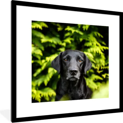 Produktbild von MuchoWow® Gerahmtes Poster Ein schwarzer Labrador Retriever inmitten der grünen Blätter 40x40 cm - Poster mit Schwarzem Bilderrahmen Wandposter Rahmen Foto Bilder - Poster - Plakat im Rahmen
