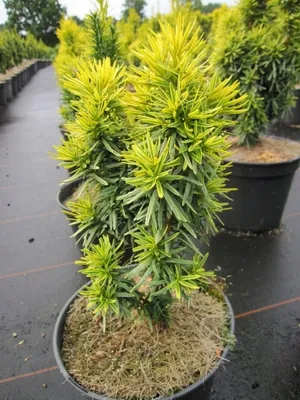 Produktbild von Taxus baccata Goldener Zwerg - Garteneibe Goldener Zwerg - 25-30