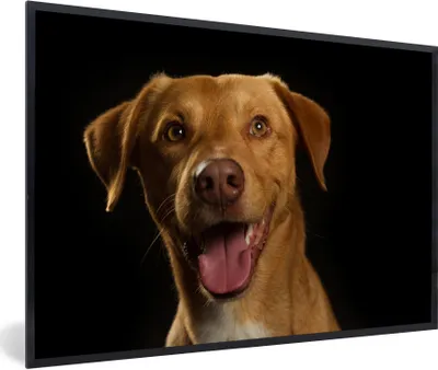 Produktbild von MuchoWow® Gerahmtes Poster Hund - Haustiere - Porträt 30x20 cm - Poster mit Schwarzem Bilderrahmen Wandposter Rahmen Foto Bilder - Kunstdruck - Bild-Poster