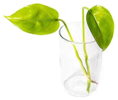 Obrázok produktu pre Gardners Epipremnum Aureum - odrezky na zakorenenie