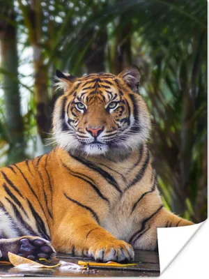 Produktbild von MuchoWow® Poster Tiger - Tiere - Wald - Dschungel 30x40 cm - Wandplakat - Poster Kinderzimmer