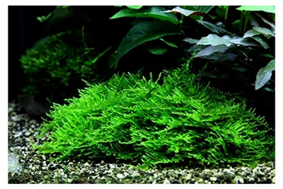 Produktbild von Aquarium Pflanze Moos Taxiphyllum 'Spiky Nr.003G TC in Vitro 1-2 Grow Wasserpflanzen Aquarium Aquariumpflanzen