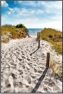 Produktbild von Wallario Wandbild Möwen auf dem Weg zum Strand, Größe: 61 x 91,50 cm, Poster mit schwarzem Aluminiumrahmen