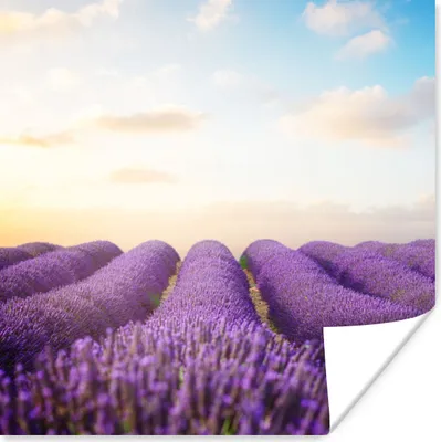 Produktbild von MuchoWow® Poster Lavendel - Himmel - Wolken - Blumen 50x50 cm - Wohnzimmerdekoration