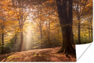 Produktbild von MuchoWow® Poster Herbst - Licht - Wald 180x120 cm - Fotoplakat