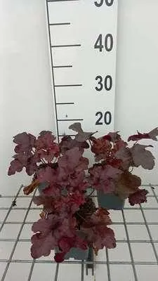 Produktbild von 6 x Heuchera hybr. 'Red Sea' - Purpurglöckchen - Topf 9 x 9 cm