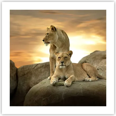 Produktbild von Poster - Poster ohne Rahmen - Löwen Sonnenuntergang Felsen Krallen - 50x50 cm - Wand Bild - Wanddeko - Wandbilder - Kunstposter - Wandposter - Bilder - Kunstdruck - Wandbild - P2XAC50x50-2958