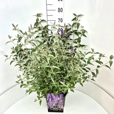 A potted Buddleja plant with purple flowers and green leaves, placed against a white background with a ruler for scale.