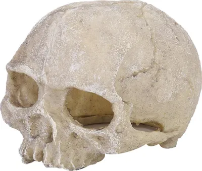Produktbild von Harzkopf -Knochenschädel -Statue für Echsenschlangenspinnen -Skorpion Höhle Aquarium Fischtank Landschaft Dekoration