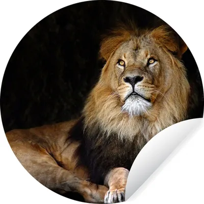 Produktbild von MuchoWow® Runde Wandtattoo - Wandsticker Tapete Aufkleber Löwe - Schwarz - Wilde Tiere Ø 100 cm Selbstklebend und Repositionierbar - Wandaufkleber - Kreis - Tapetenkreis - Wandbild rund - Schlafzimmerdekoration - Wanddeko - runde Tapete - Kunst für zu Hause