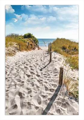 Produktbild von Wallario Wandbild Möwen auf dem Weg zum Strand, Größe: 61 x 91,5 cm, Poster mit rahmenlosen Bildhalter