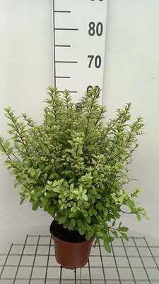 Image de Pittosporum ten. 'Pompom' - Australischer Lorbeer 25- 30 cm - Container