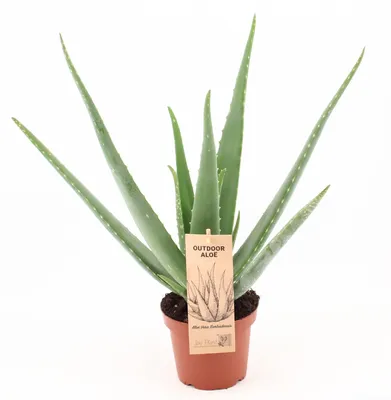 Immagine prodotto di Aloe Vera - 35-45cm - Ø14cm - Pianta d'appartamento - Sempreverde - Cactus e piante grasse