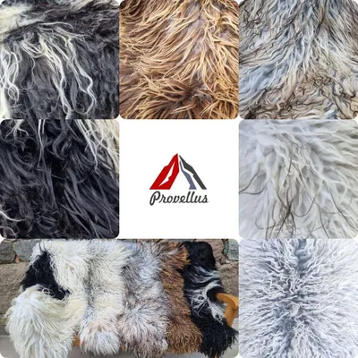 Produktbild von Island Schaffell – Curly, langhaarig, 110-120cm x 60-70cm Hell/Überwiegend
