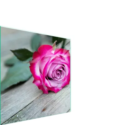 Produktbild von Glasschutzplatte Für Herd 50X52 Rose