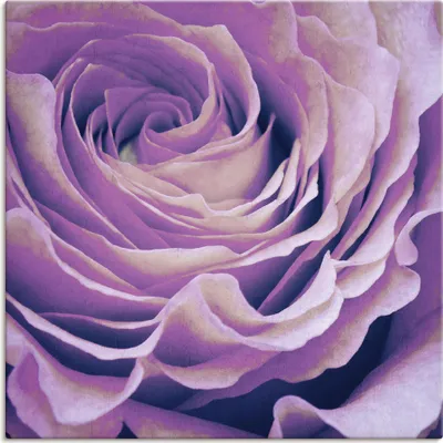 Produktbild von ARTland Leinwandbild Lila Rose Größe: 50x50 cm
