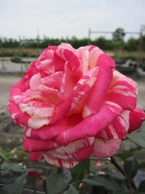 Produktbild von Edelrose - Rosa Broceliande ® - kirsche-gelb gestreift - NIRParfum-Rose - Malerrose - Duft+++