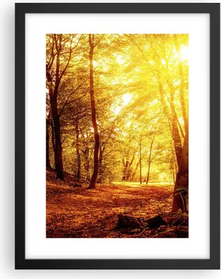 Produktbild von Gerahmtes Poster - Schwarzer Rahmen - Wald Baum Natur - 30x40 cm - Wand Bild - Wanddeko - Wandbilder - Kunstposter - Wandposter - Bilderrahmen - Bilder - Kunstdruck - Wandbild - P2BPA30x40-3722