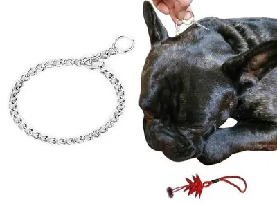 Produktbild von Hundehalsband aus Metall – Robustes Halsband für kleine, mittelgroße und große Hunde